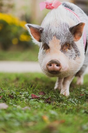 Ein Schwein mit rosa Schleife im Haar steht auf einer Wiese.