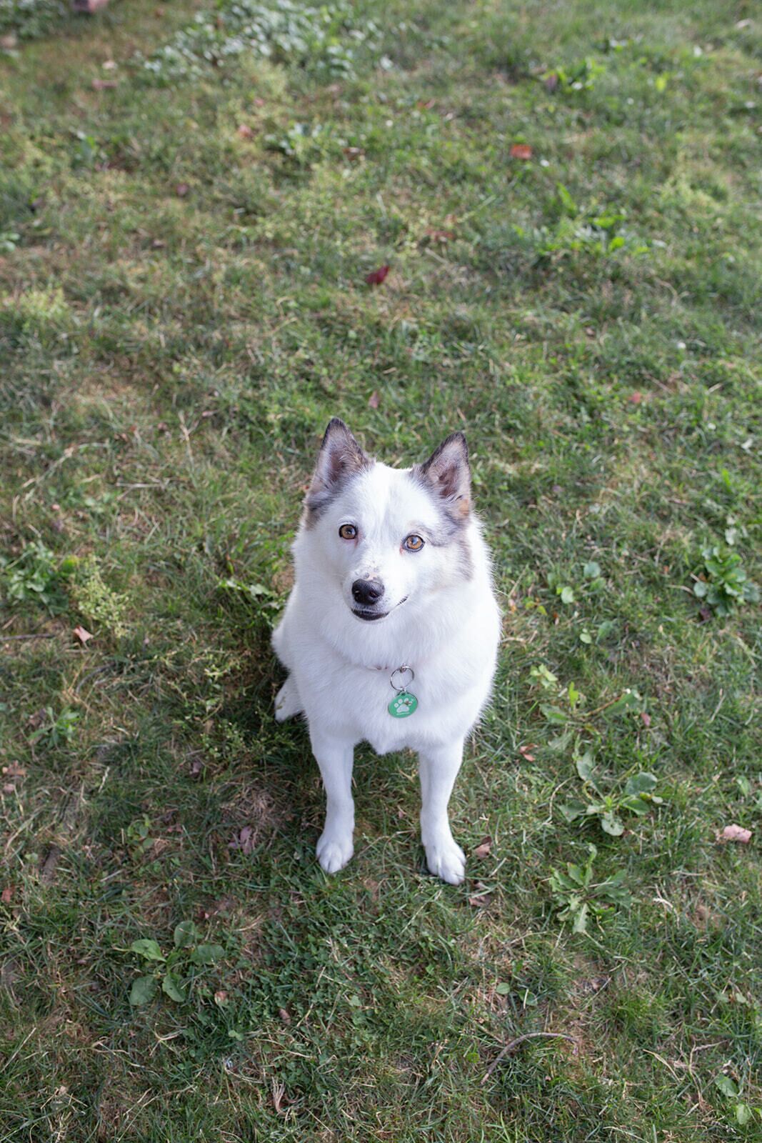 A dog sitting on grass.