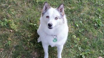 A dog sitting on grass.