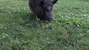 A pig grazing in a grassy yard with houses and a tree in the background.