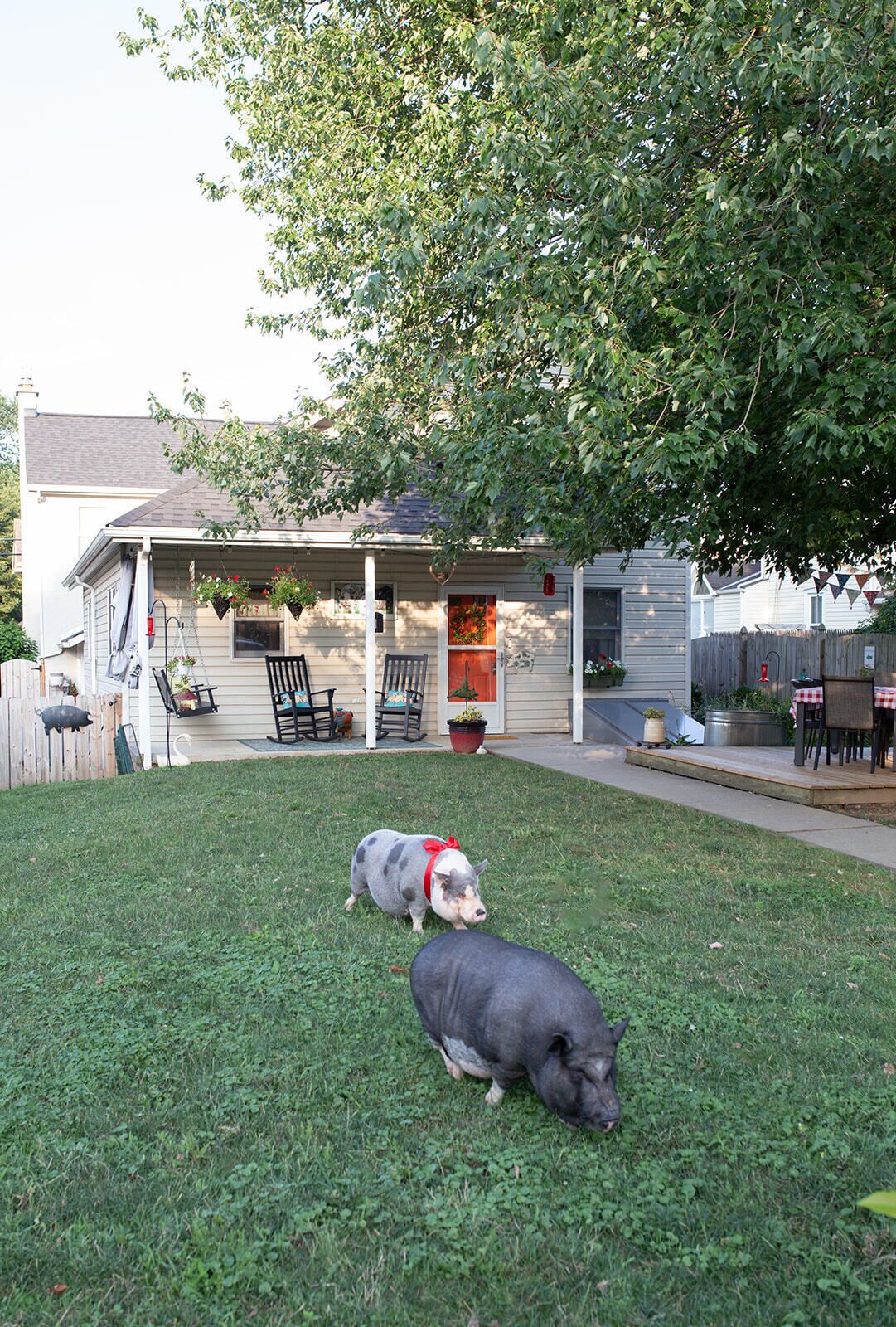 A residential area with a house, a lawn, and two pigs.