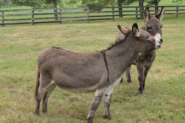John-George and Sadie.