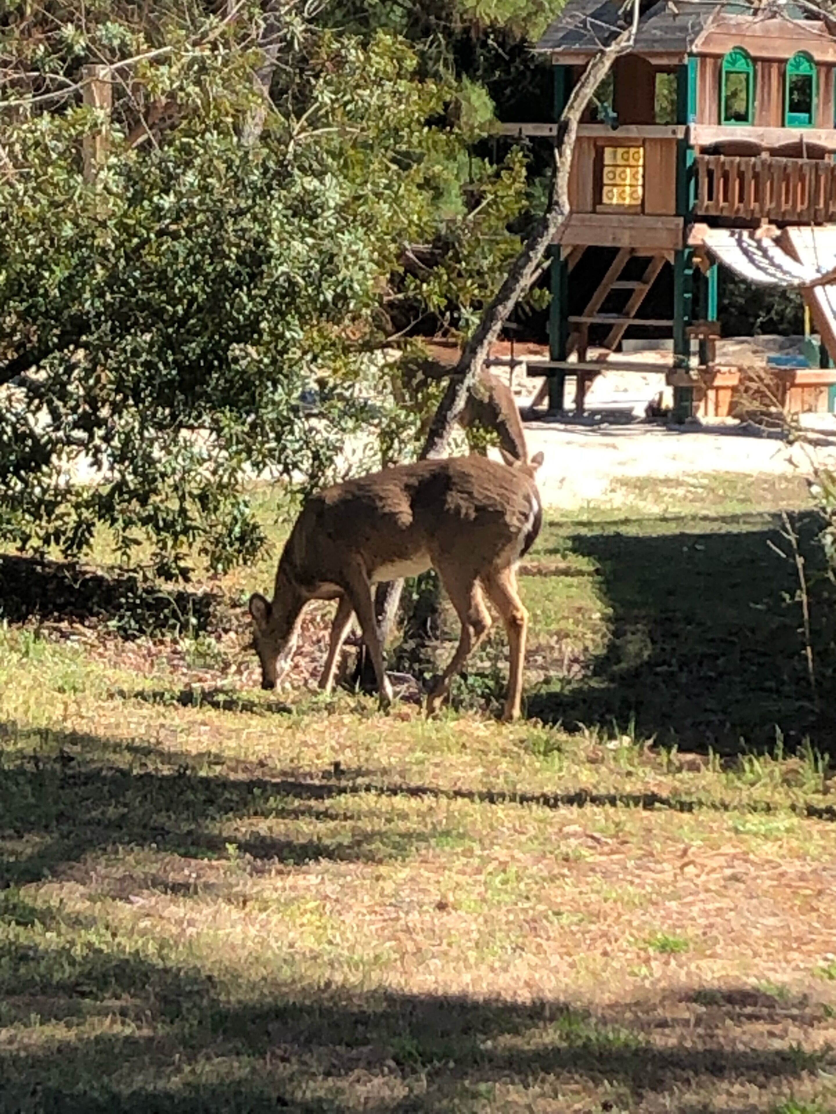 Ein Reh weidet auf einer Wiese, im Hintergrund eine Holzhütte.