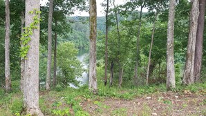 Una zona boscosa con alberi alti e un lago sullo sfondo.
