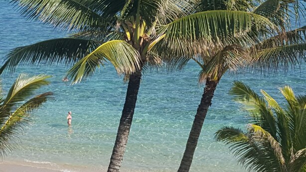 Una playa con agua cristalina y palmeras.