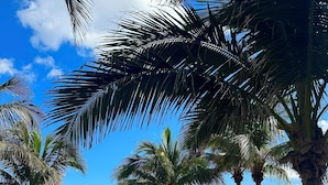 A beach with palm trees, thatched umbrellas, and a sandy area with chairs.
