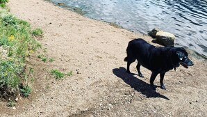 A dog standing on a gravel path beside a lake with mountains in the background. -  Luxury Riverwalk Townhome Overlooking The River, Hot Tub, A/C, Close To Town. (Pagosa Springs)