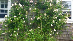 Ein Gebäude mit einer Kletterrose davor.