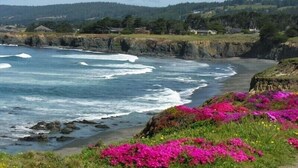 A coastal landscape with a rocky shoreline, vibrant pink flowers, and a view of the ocean. - Come take in the ocean, gaze at the starry skies, commune with nature. (The Sea Ranch)