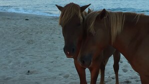 Two horses on a beach with a fire in the foreground. - Gorgeous Seaside Village On Golf Course Rd In Sought After West OC (Ocean City)
