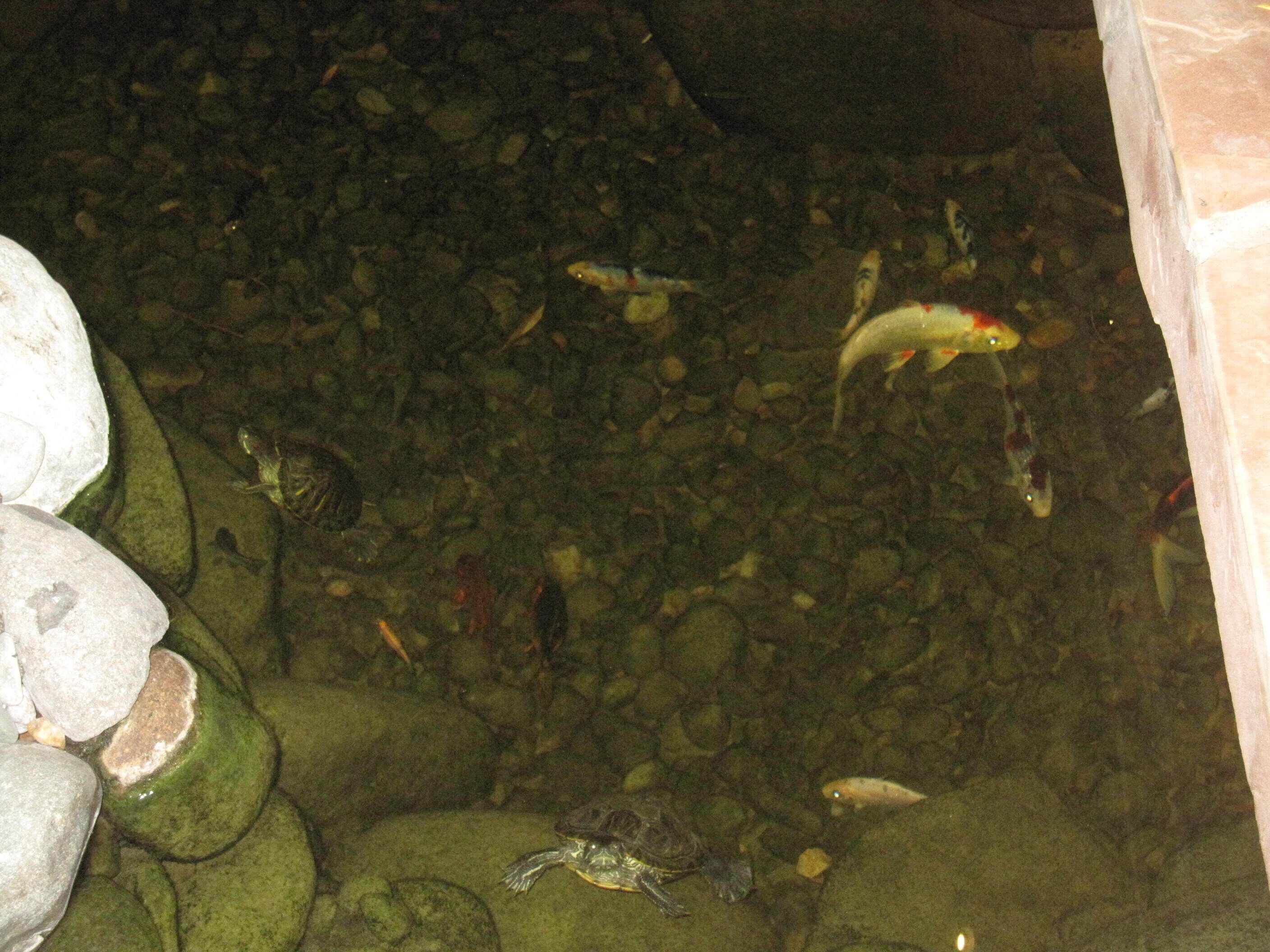 Casita With Zen Garden Courtyard