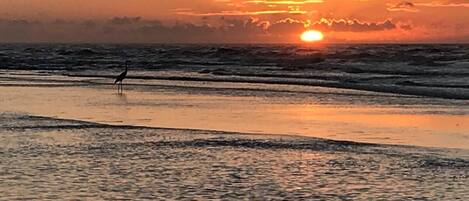 Solnedgang over havet med en fugl stående på stranden.