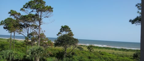 A grassy area with trees and a view of the ocean.