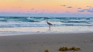 Una playa con olas y un ave de pie en el agua.