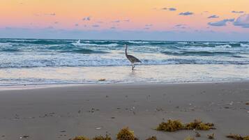 在海灘附近、躺椅、沙灘巾