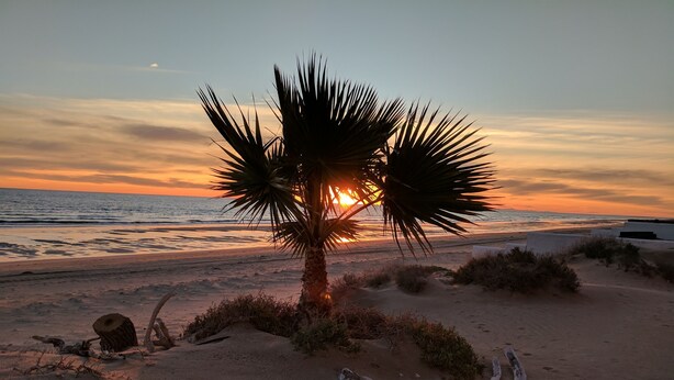 A palm tree on a sandy beach with the ocean in the background.