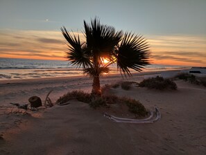 A palm tree on a sandy beach with the ocean in the background.