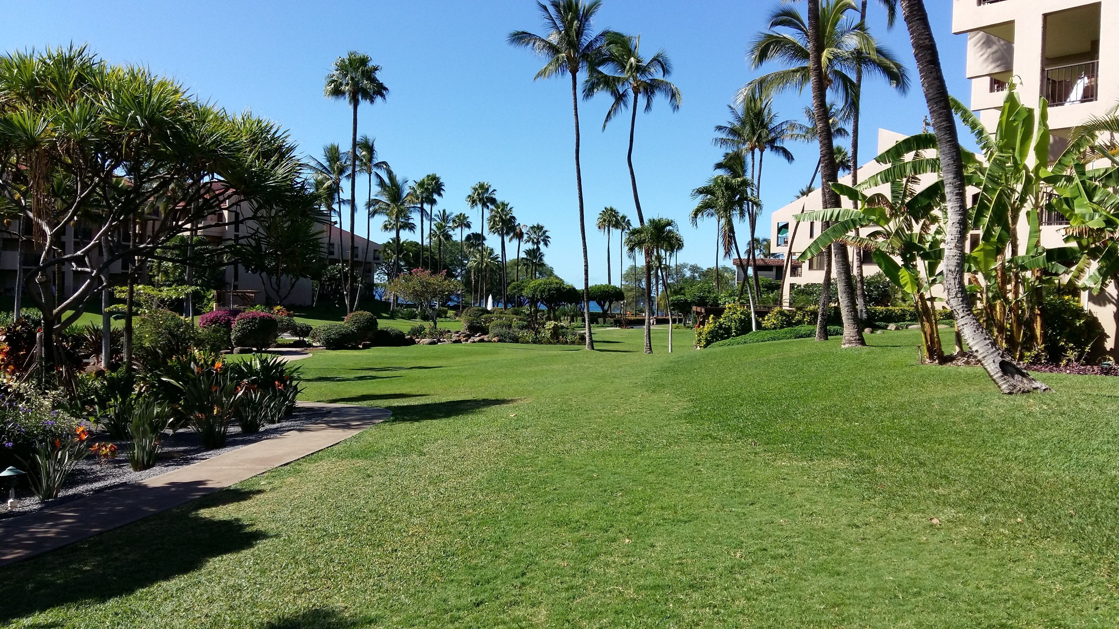 A well-maintained lawn with palm trees and a pathway leading to a building.