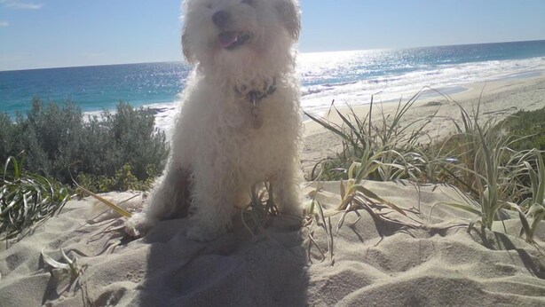 A fluffy white dog sitting on a sandy beach with ocean and greenery in the background.