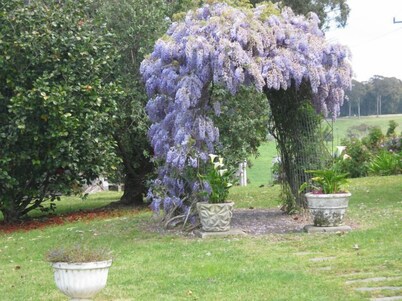 Figtree Cottage - pacífica vacaciones rurales