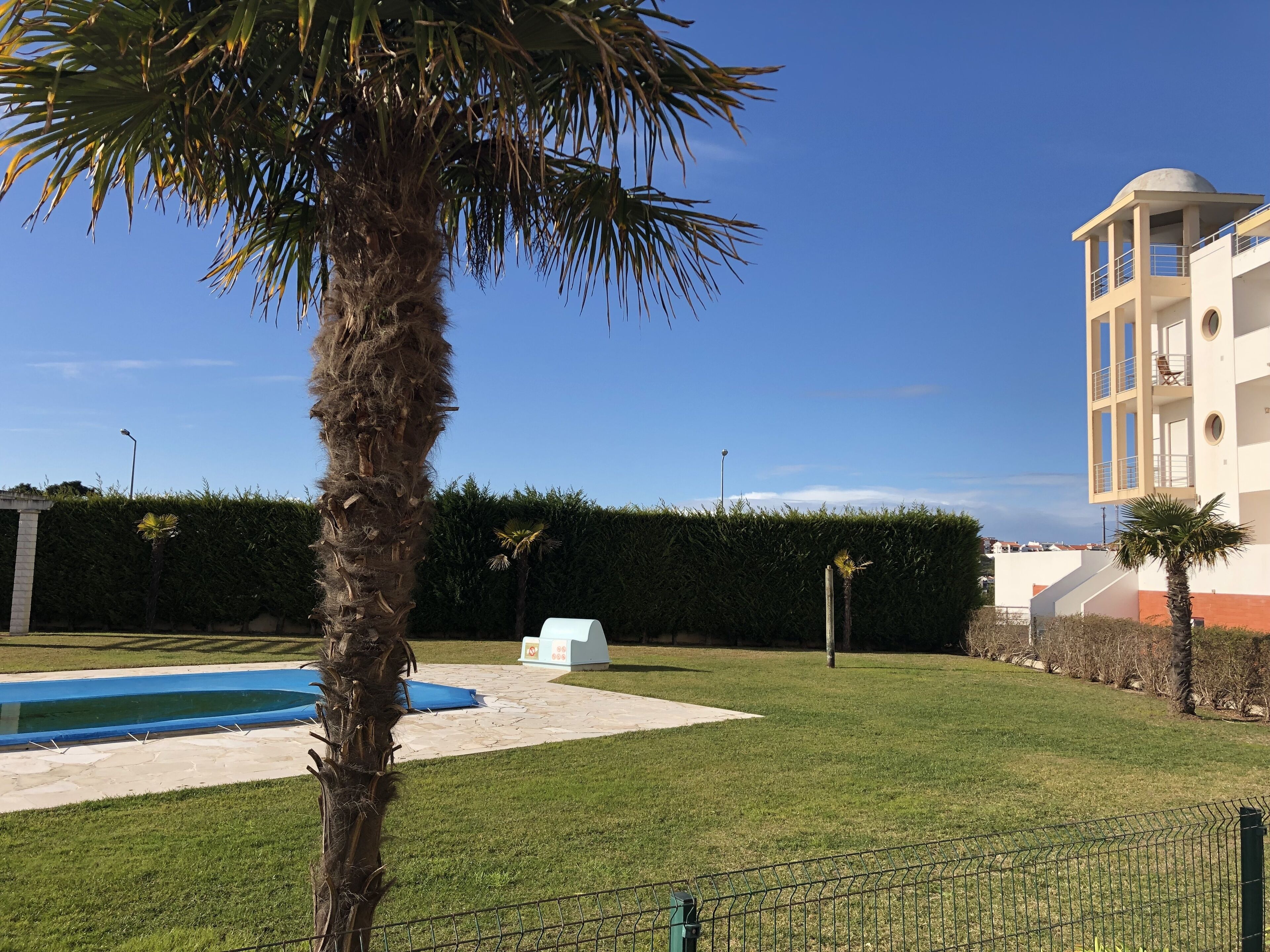 A pool area with a palm tree, a hedge, and a building with balconies.