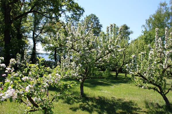 Ein Obstgarten mit blühenden Bäumen und blauem Himmel.