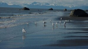A beach with seagulls and large rocks in the water.