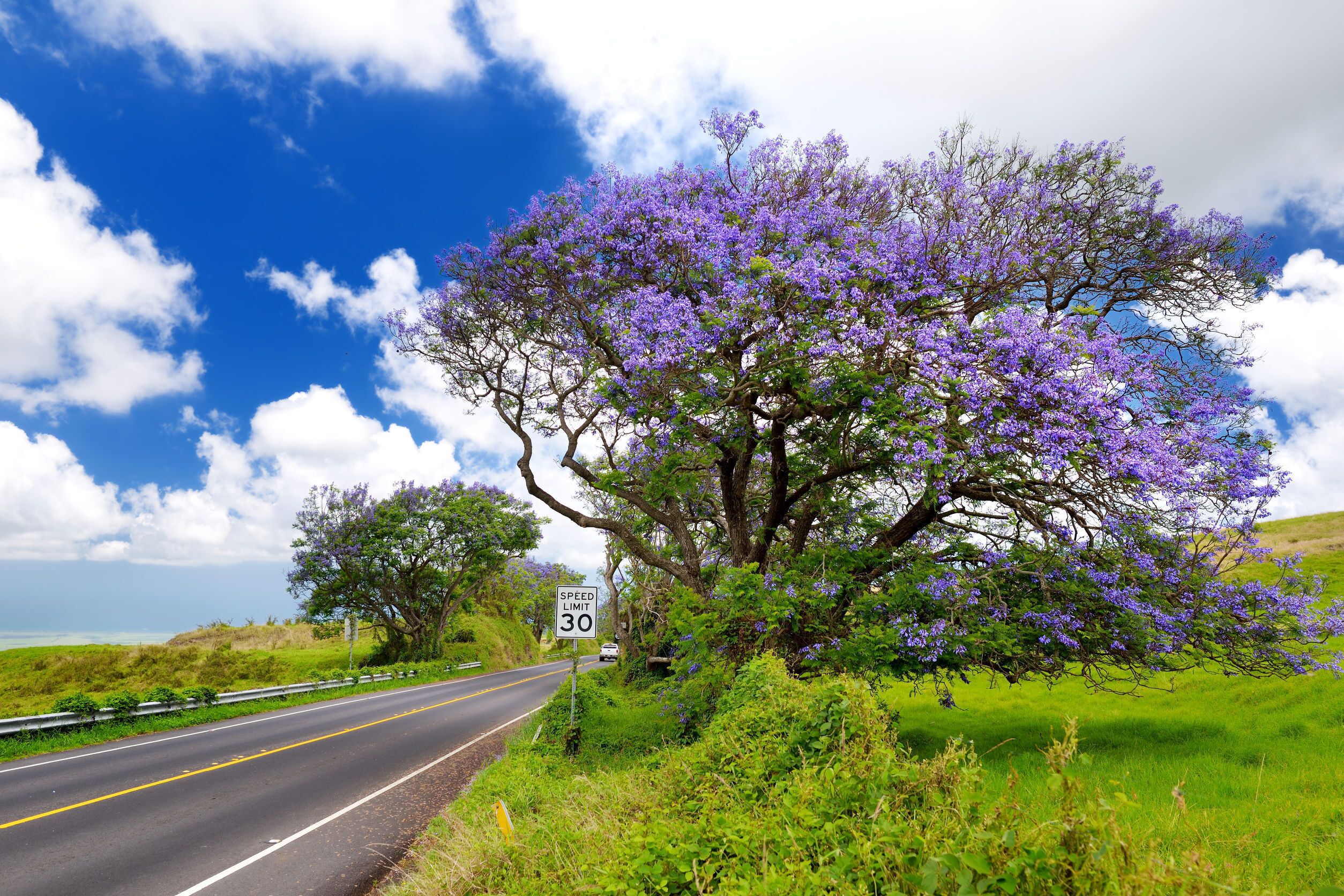 Una strada con un segnale di limite di velocità a 30, immersa nel verde e con un grande albero dai fiori viola.