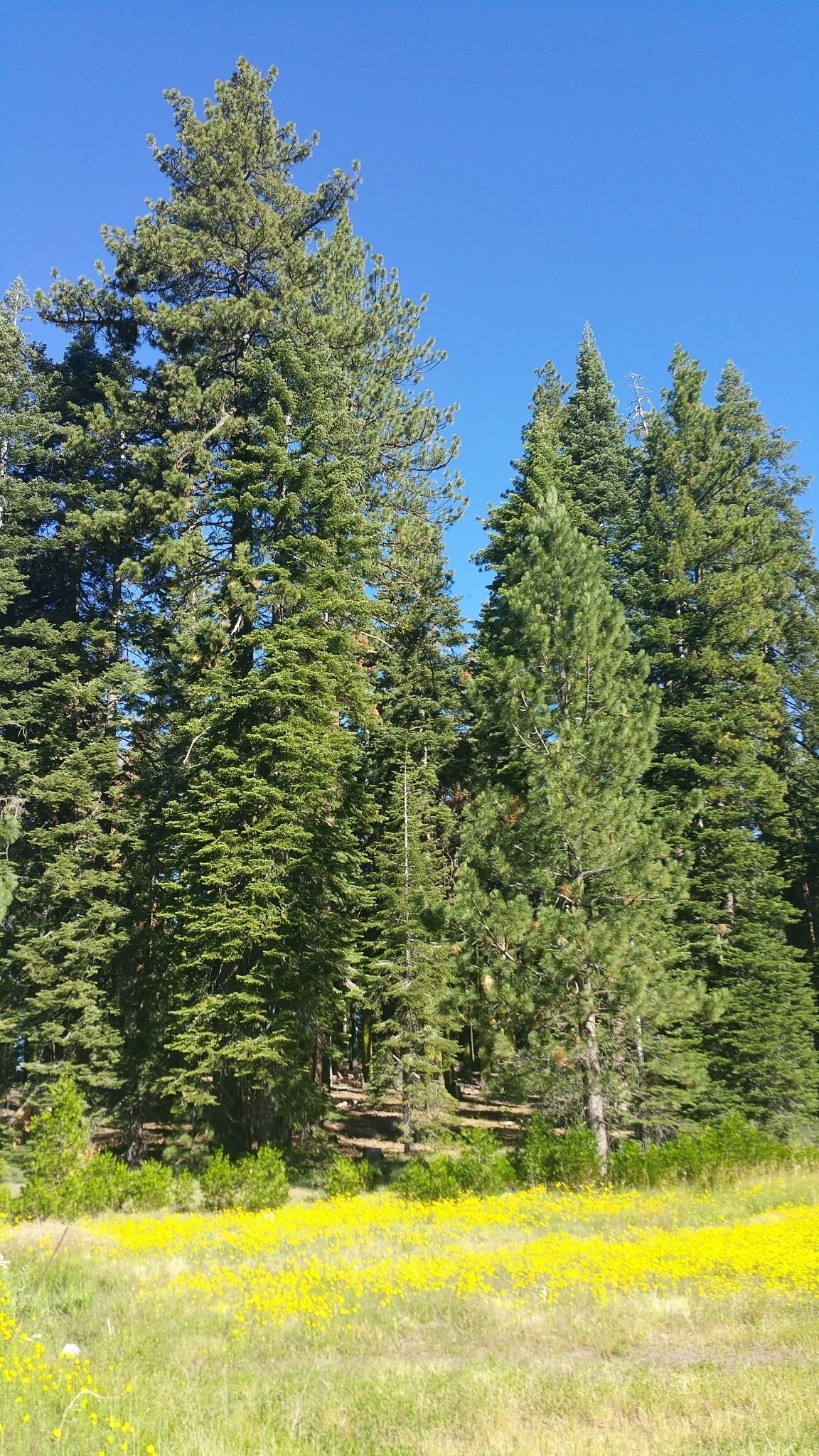 A forest with tall evergreen trees and a field of yellow flowers.