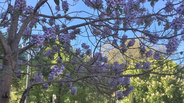 En park med et trædæk, picnicborde og et træ med lilla blomster.