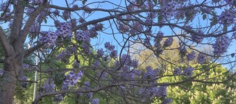 Family and Pet Friendly - a real home away from home