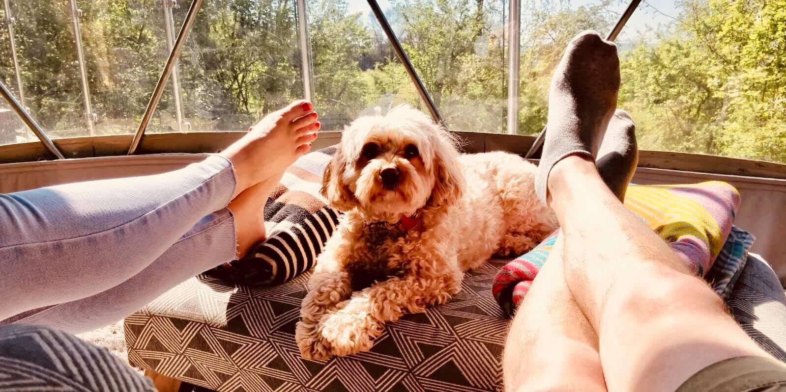 Iemand ontspant in een hangmat, met een hond ernaast, met uitzicht op een bebost gebied.