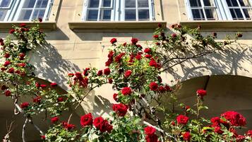 A building with multiple windows and a rose bush in the foreground.