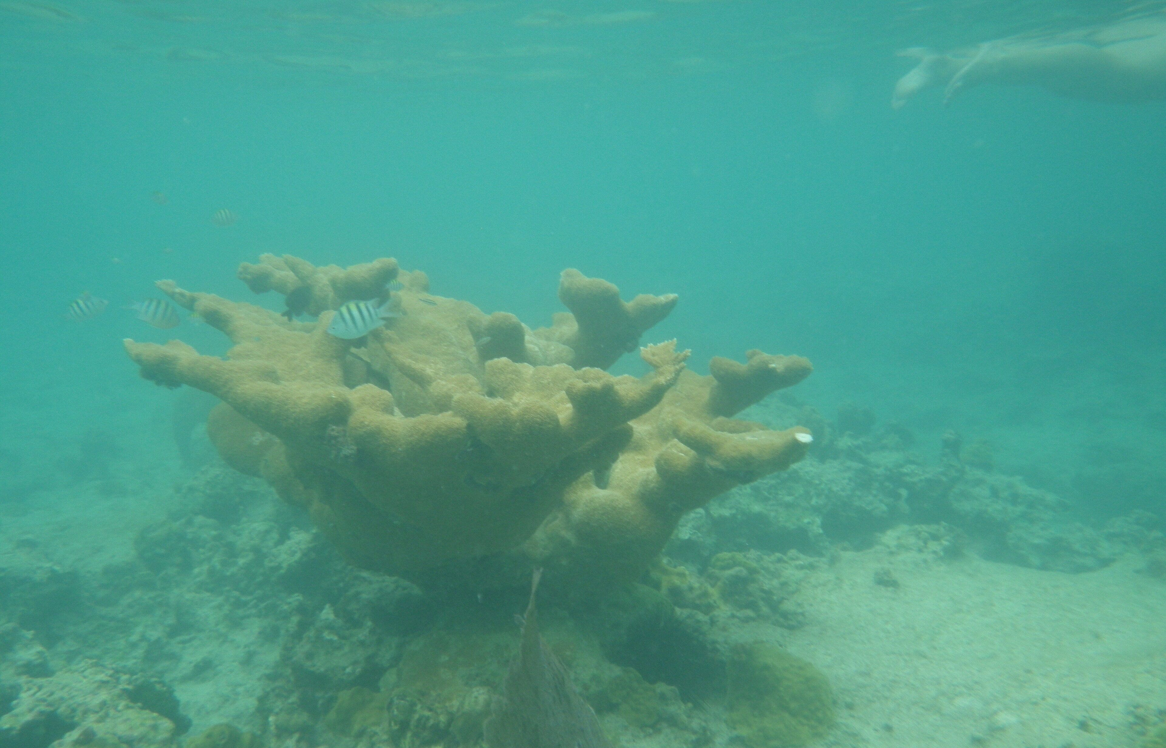 An underwater coral reef with a large coral structure and several fish.