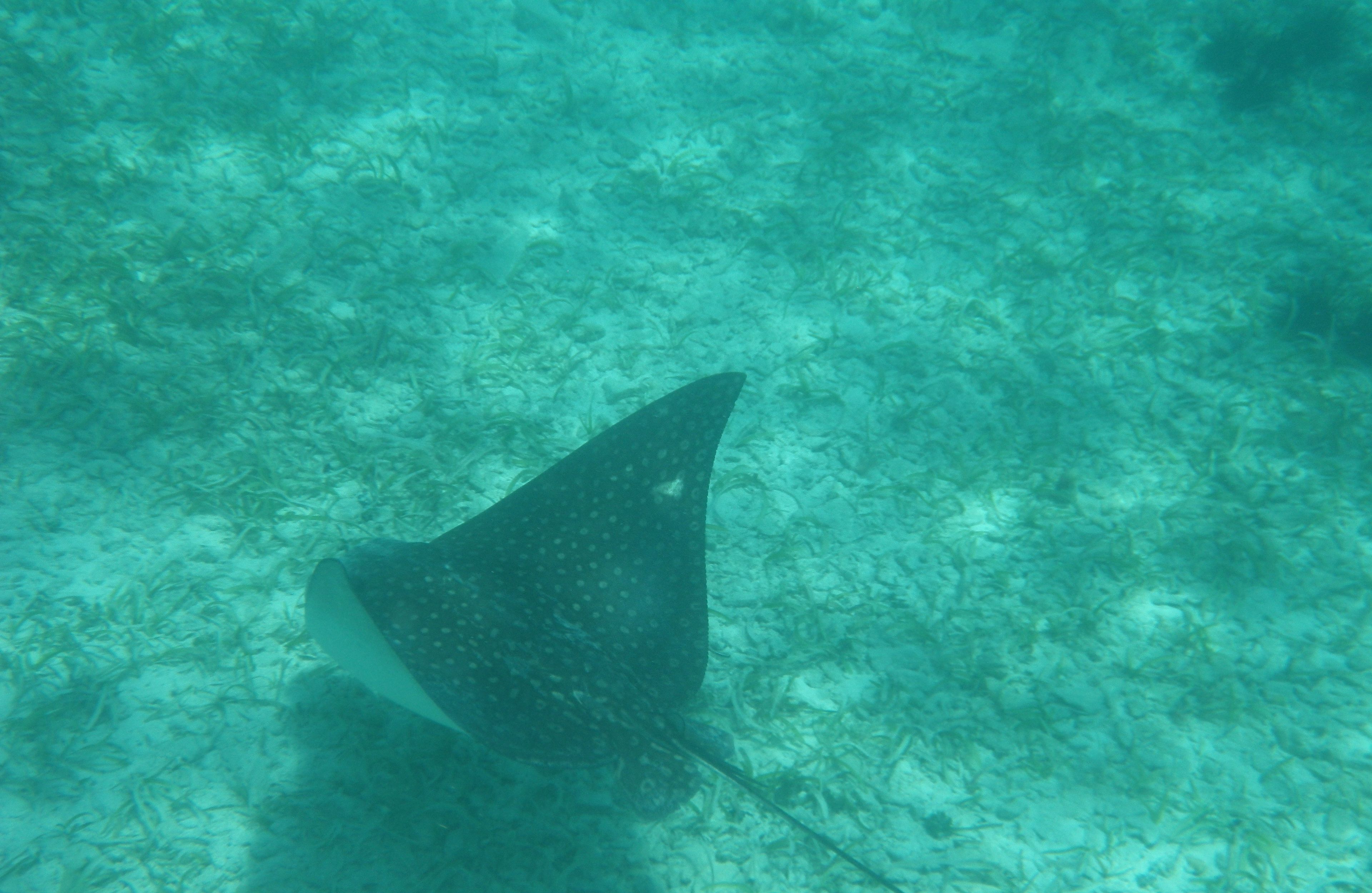 A stingray swimming underwater.