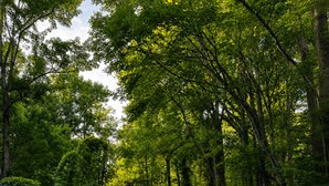 Eine Holzhütte mit einem Steinkamin, umgeben von dichtem Wald.