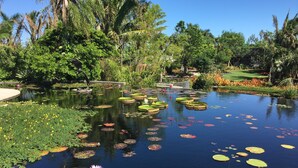 Un étang paisible, parsemé de nénuphars et de lotus, entouré d’une végétation luxuriante et de palmiers.