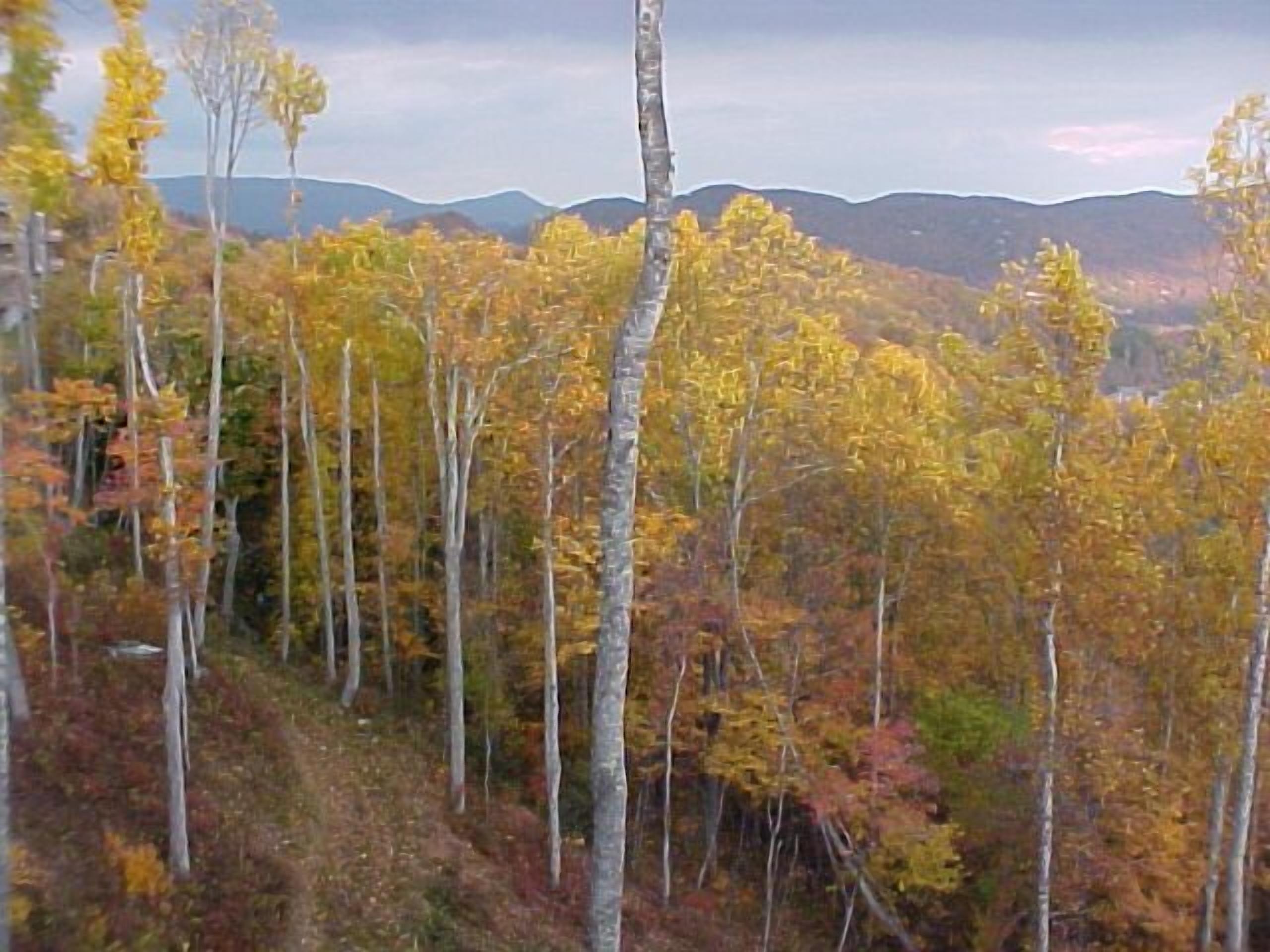 A forested area with tall trees and distant mountains.