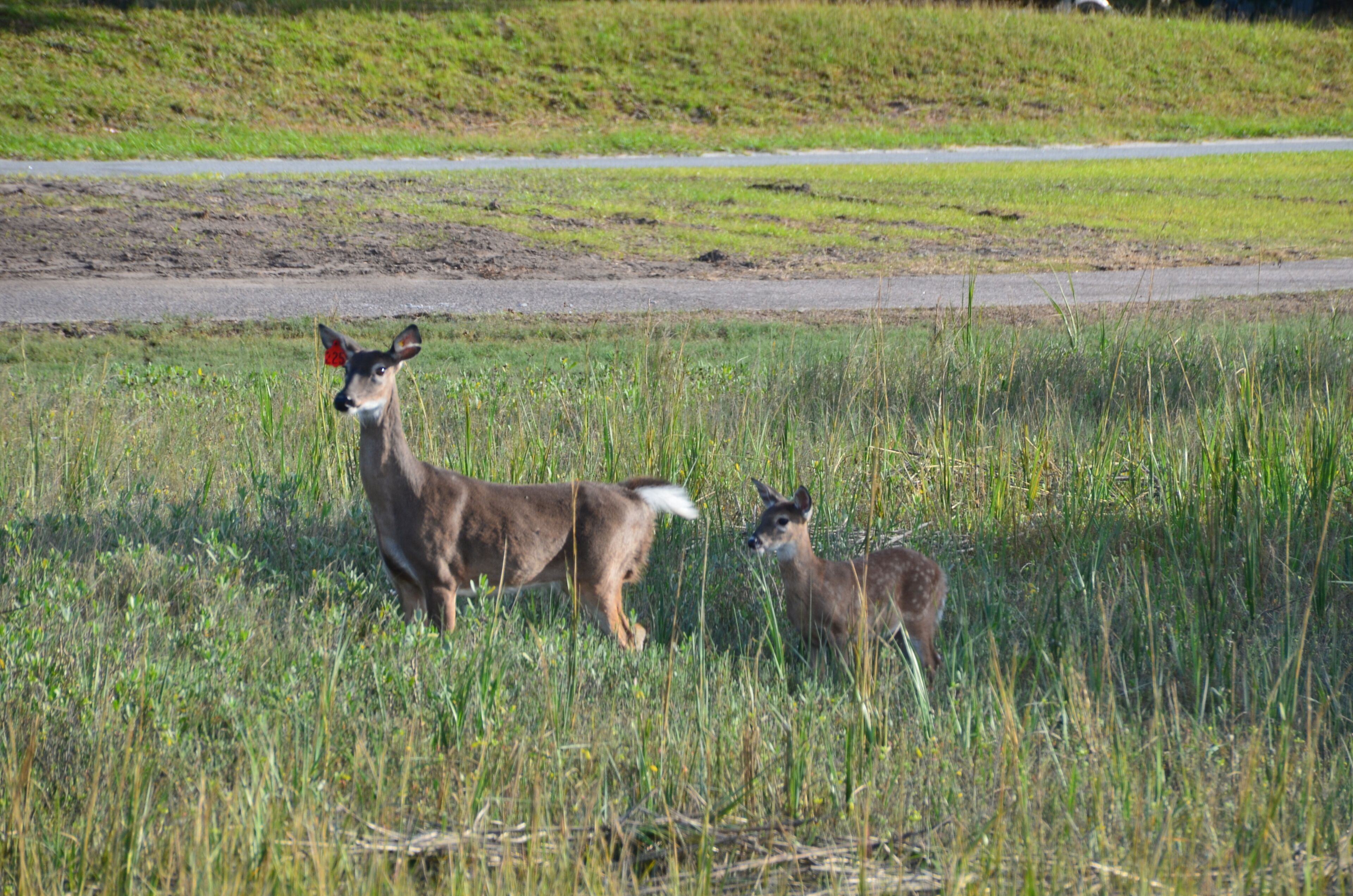 A field with two deer, one adult and one juvenile, standing in tall grass near a road.
