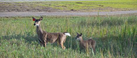 A field with two deer, one adult and one juvenile, standing in tall grass near a road.