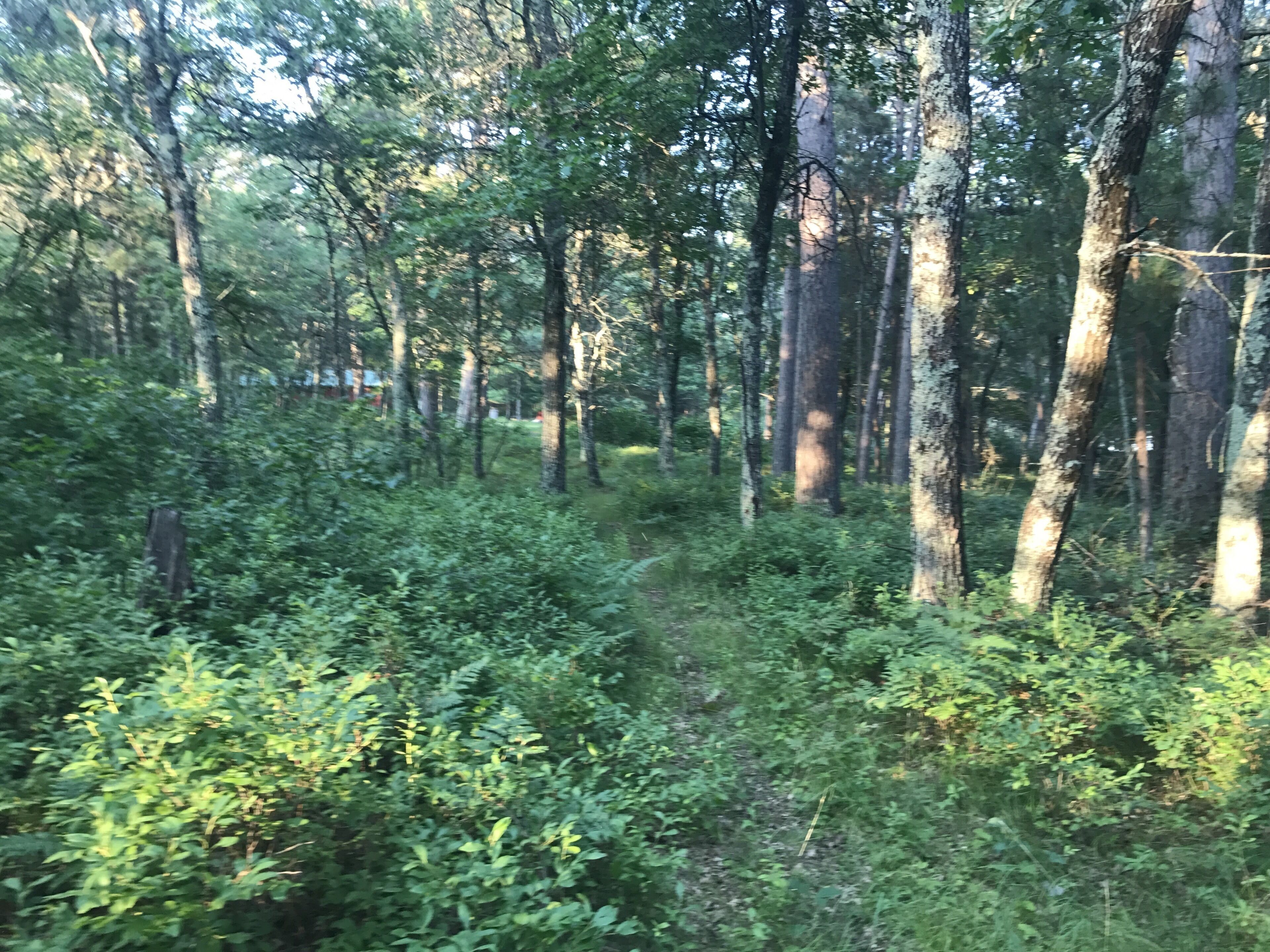 A dense forest with tall trees and underbrush.