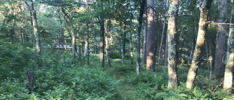 A dense forest with tall trees and underbrush.