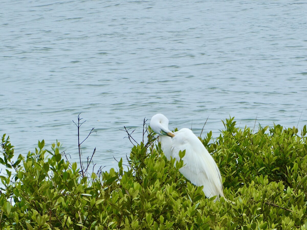 Photo 49 of An irresistable oceanfront vacation home in the heart of historic St Augustine!