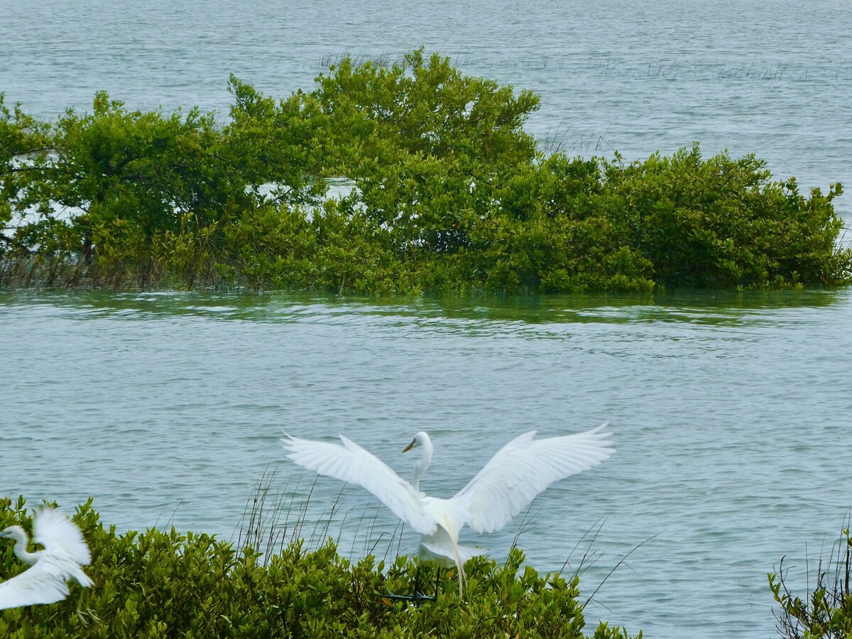 Photo 48 of An irresistable oceanfront vacation home in the heart of historic St Augustine!