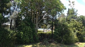 Een gazon met weelderige bomen en een haag.