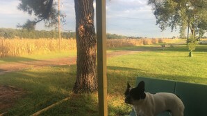 A dog sitting on a green bench in a covered outdoor area with a view of a grassy field and trees. - Leroy's  farmhouse 7 min to Memphis, ❤️1 pet free 2nd pet considered for fee (Mound City)