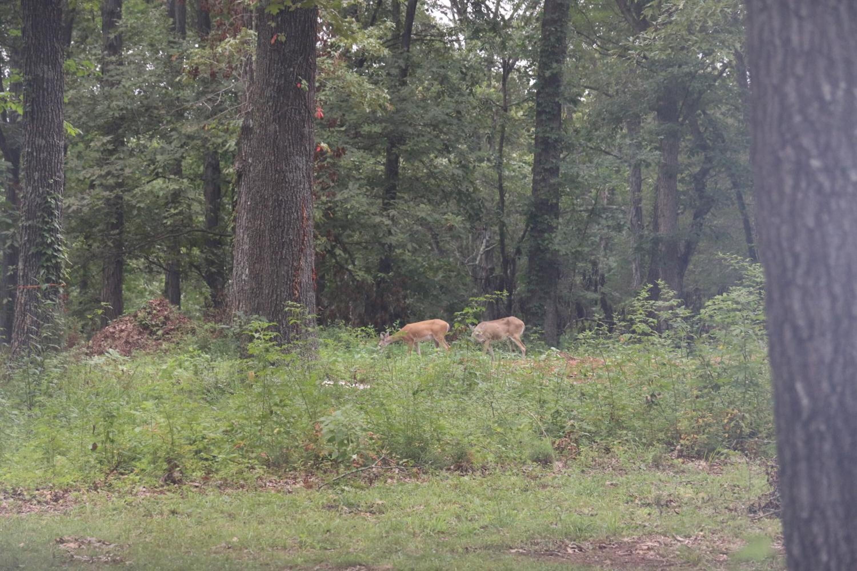 A forested area with two deer visible in the distance.