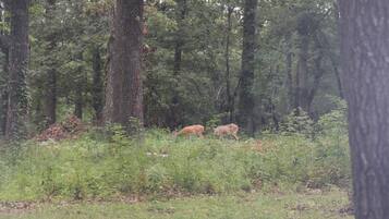 A forested area with two deer visible in the distance.