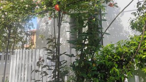 Een tuin met verschillende bloeiende planten en een witte omheining.