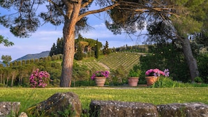 A vineyard with rows of grapevines, a large tree, and potted plants with flowers. - Exclusive Estate | Personal Concierge & Heated Pool (impruneta)